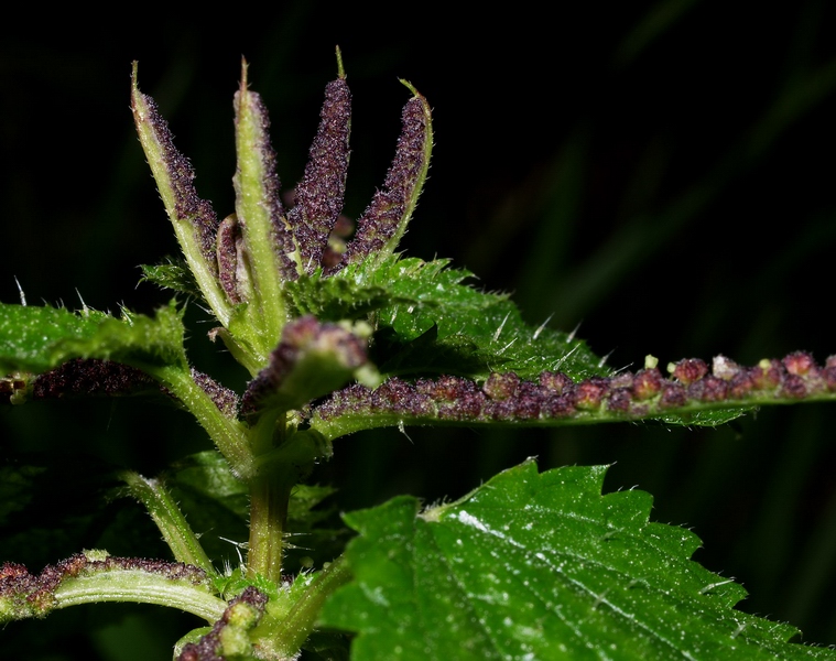 Urtica membranacea